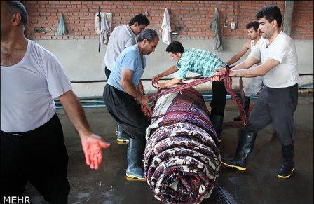 Bigrugwash554977_10151457384659362_1895988383_n_zpsa43a8c65.jpg