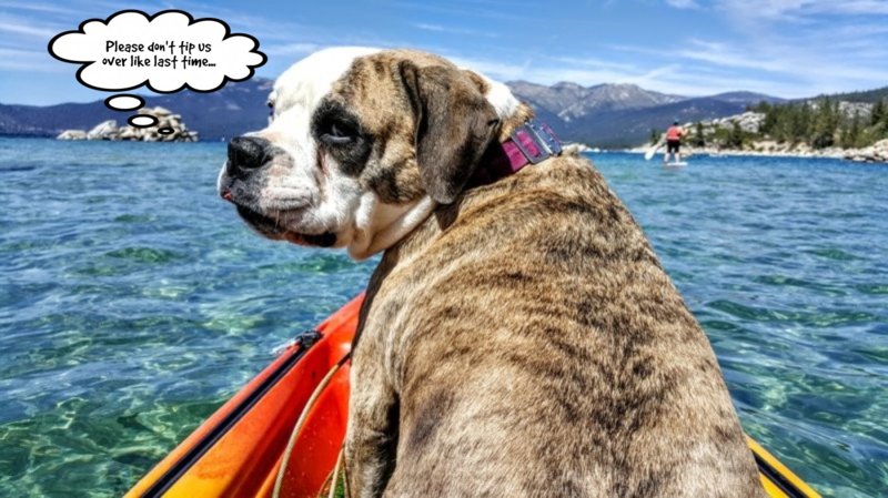dogcanoe.jpg