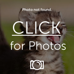 M_11635_DC14animal.jpg