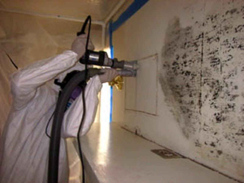 mold_zps7aaead3a.jpg