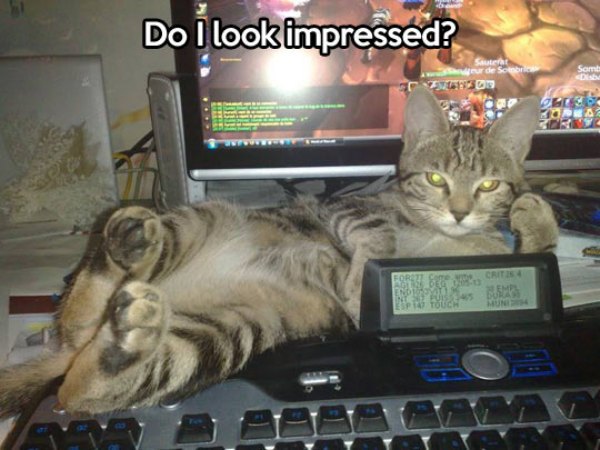 not-impressed1.jpg